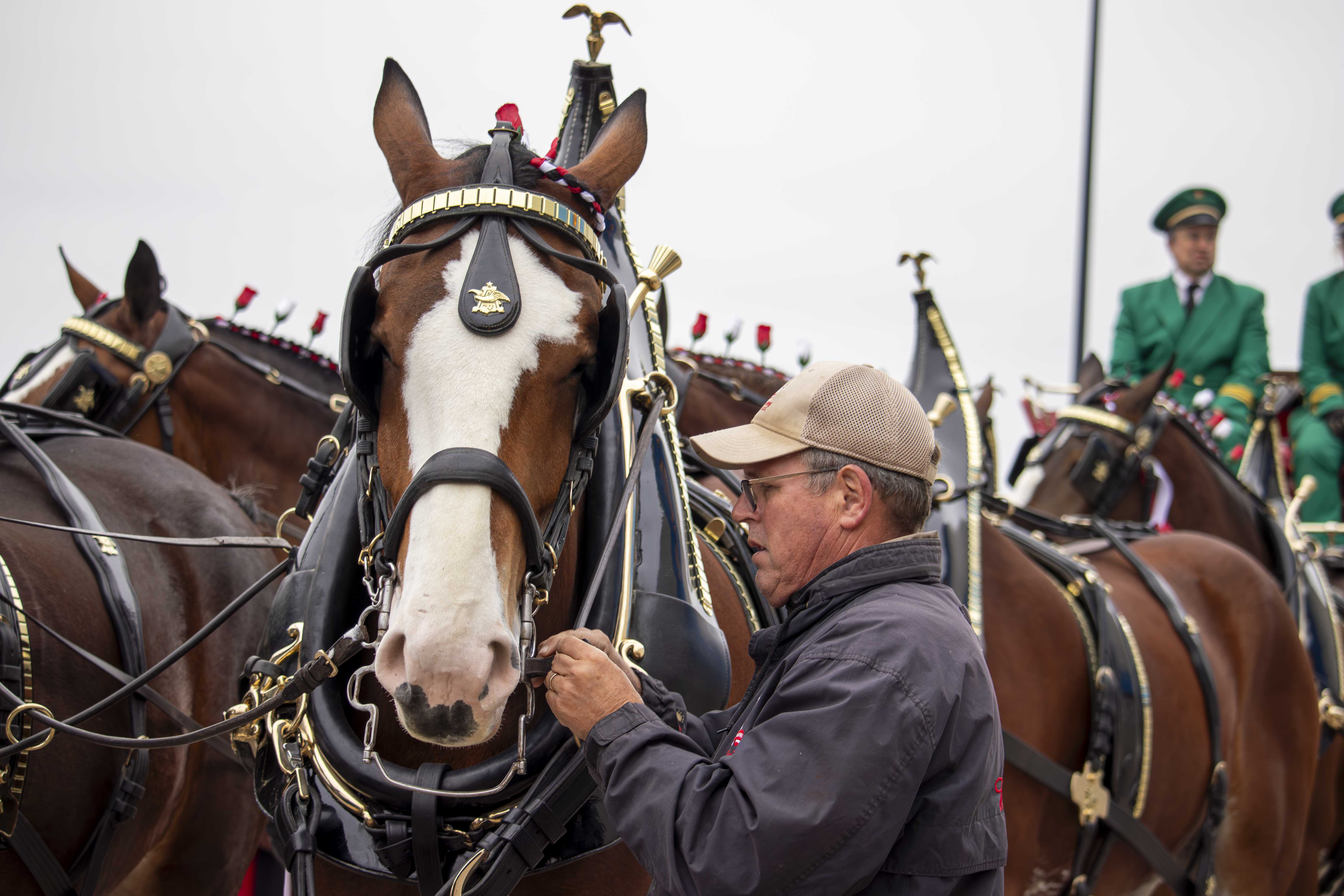 BEER HORSES 2